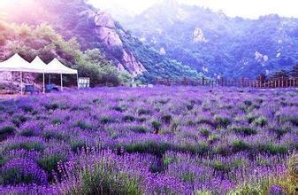 薰衣草在线观看,在线观看之旅 第3张 薰衣草在线观看,在线观看之旅 第3张