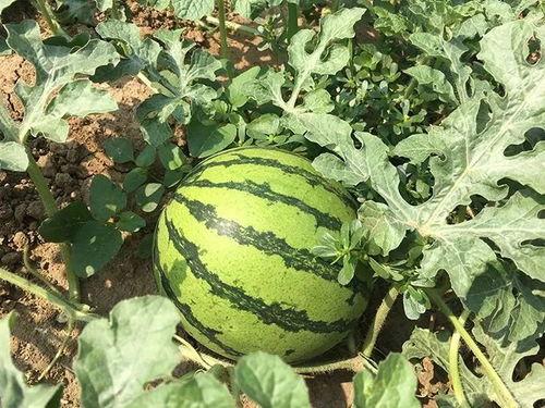 明宇在线吃瓜免费观看,免费吃瓜盛宴，畅享娱乐新体验  第2张