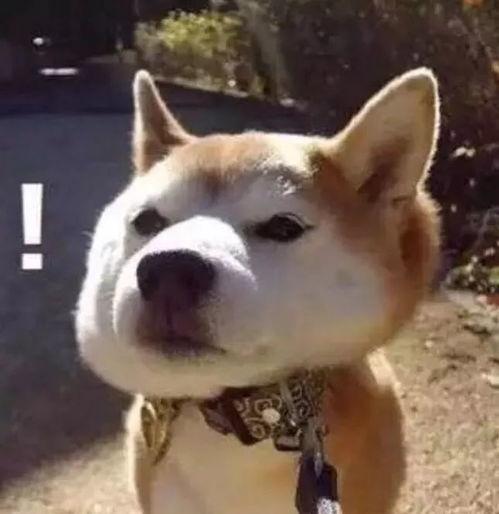 娱乐吃瓜君傻狗日常,傻狗日常的欢乐盛宴 第3张 娱乐吃瓜君傻狗日常,傻狗日常的欢乐盛宴 第3张